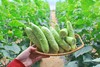 【严选】山东海阳爽口清甜白玉黄瓜/京彩高糖番茄4-4.2斤装 （厂家直发） 商品缩略图0