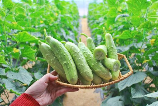 【严选】山东海阳爽口清甜白玉黄瓜/京彩高糖番茄4-4.2斤装 （厂家直发） 商品图0