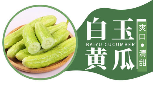 【严选】山东海阳爽口清甜白玉黄瓜/京彩高糖番茄4-4.2斤装 （厂家直发） 商品图1