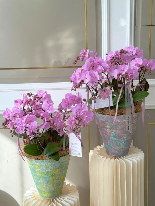 佳期如梦 · 蝴蝶兰盆栽 商品图2