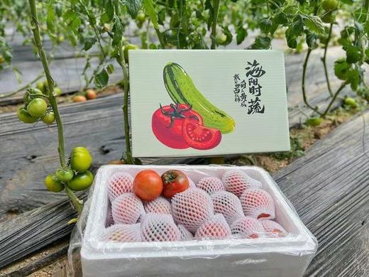 【严选】山东海阳爽口清甜白玉黄瓜/京彩高糖番茄4-4.2斤装 （厂家直发） 商品图9
