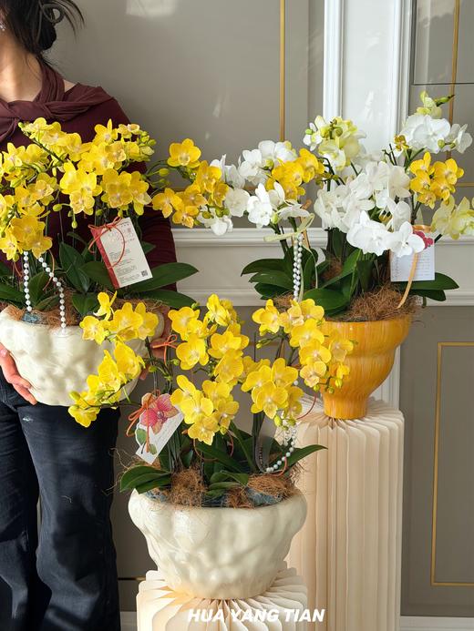 风光霁月 · 蝴蝶兰盆栽 商品图0