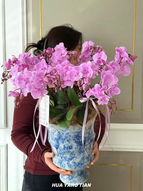 此间春色 · 蝴蝶兰盆栽