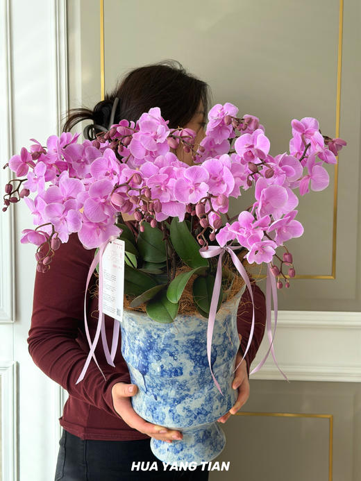 此间春色 · 蝴蝶兰盆栽 商品图0