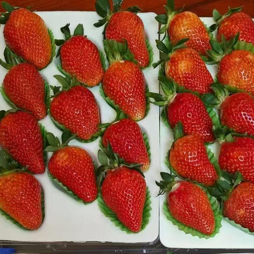 【生态草莓】香甜可口的生态草莓 品种多口味可拼  颗颗精选大小随机/顺丰空运包邮 商品图6