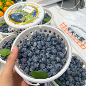 花香蓝莓 12+小果