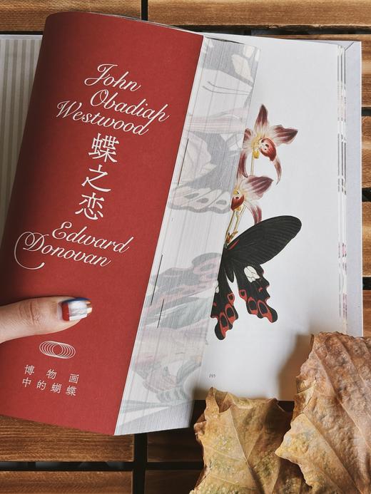 蝶之恋 博物画中的蝴蝶 ［英］爱德华·多诺万 商品图0