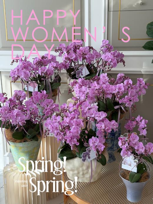 佳期如梦 · 蝴蝶兰盆栽 商品图3