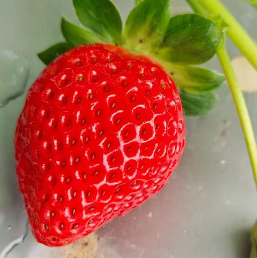 【生态草莓】香甜可口的生态草莓 品种多口味可拼  颗颗精选大小随机/顺丰空运包邮 商品图8