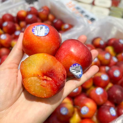 进口太阳李 李子 甜蜜爆汁 商品图4