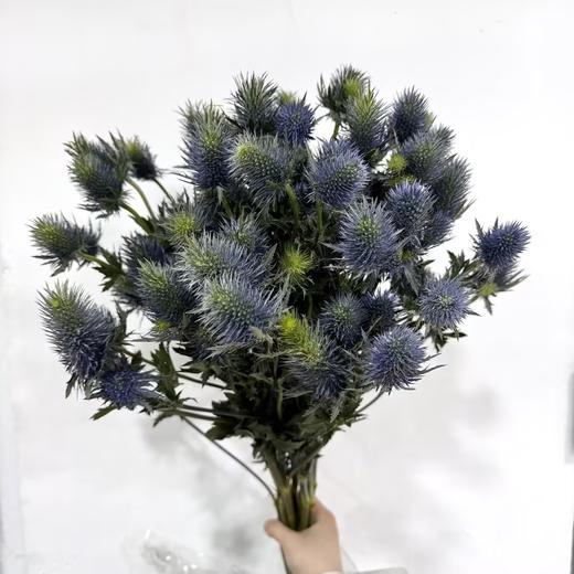 3月4日刺芹-超星supernovaA1-70cm-10支 商品图0