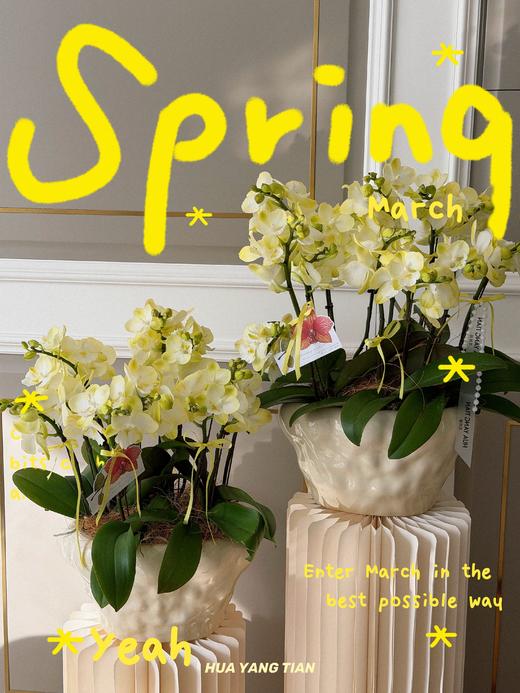 破茧重生 · 蝴蝶兰盆栽 商品图0