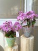 佳期如梦 · 蝴蝶兰盆栽 商品缩略图1