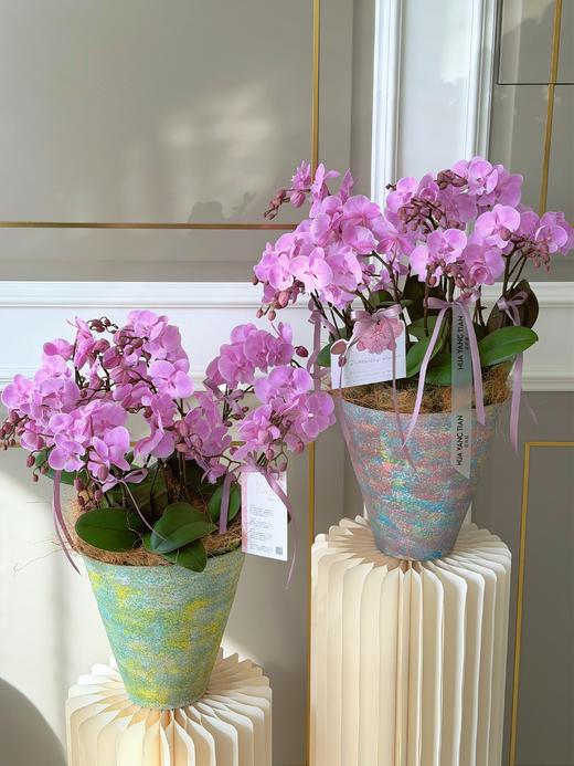 佳期如梦 · 蝴蝶兰盆栽 商品图1