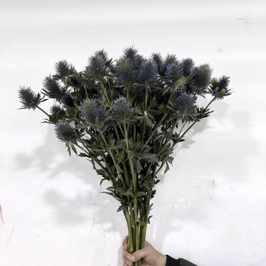 3月4日刺芹-超星supernovaA1-70cm-10支 商品图1