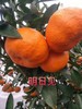 【严选】四川原产地直发果肉脆甜多汁明日见柑橘 6斤/8斤装  （厂家直发） 商品缩略图0