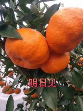 【严选】四川原产地直发果肉脆甜多汁明日见柑橘 6斤/8斤装  （厂家直发）