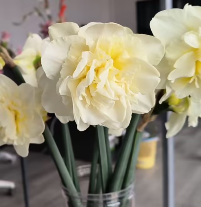 4月1日洋水仙-奥布丹-10支