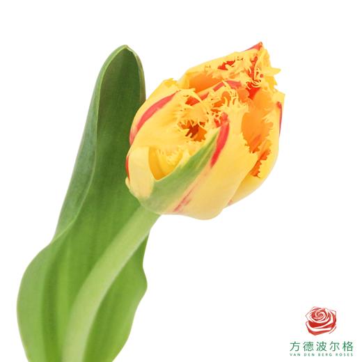 【毛边郁金香】 艾米莉 10枝一扎 商品图0