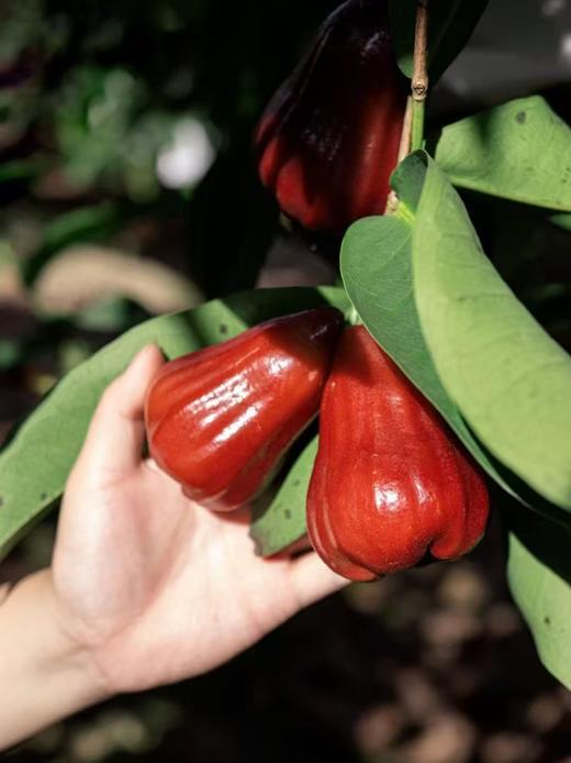 海南水果 海南莲雾黑金刚莲雾4斤中果礼盒装 商品图5