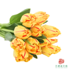 【毛边郁金香】 艾米莉 10枝一扎 商品缩略图4