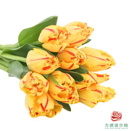 【毛边郁金香】 艾米莉 10枝一扎 商品图4