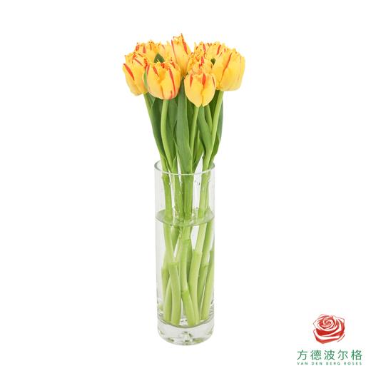 【毛边郁金香】 艾米莉 10枝一扎 商品图2