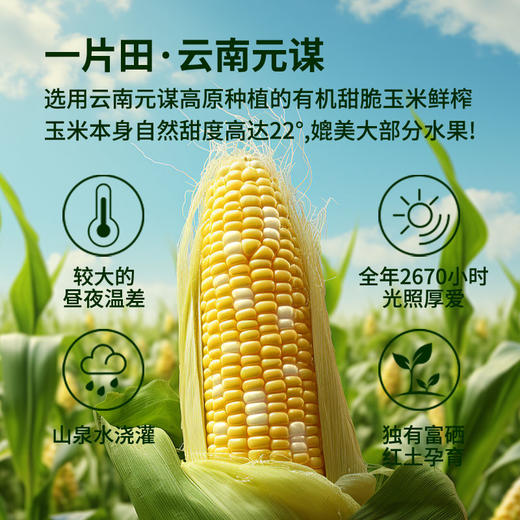 芸岭鲜生有机鲜榨玉米汁（低糖 ）230g*10/箱 （全国包邮配送偏远地区除外） 商品图6