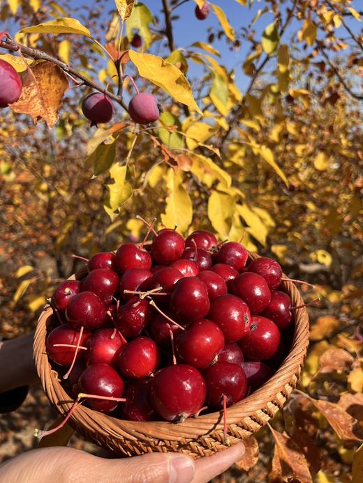 内蒙古非遗海红果果丹皮300g 商品图1
