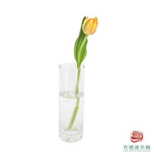 【毛边郁金香】 艾米莉 10枝一扎 商品图5