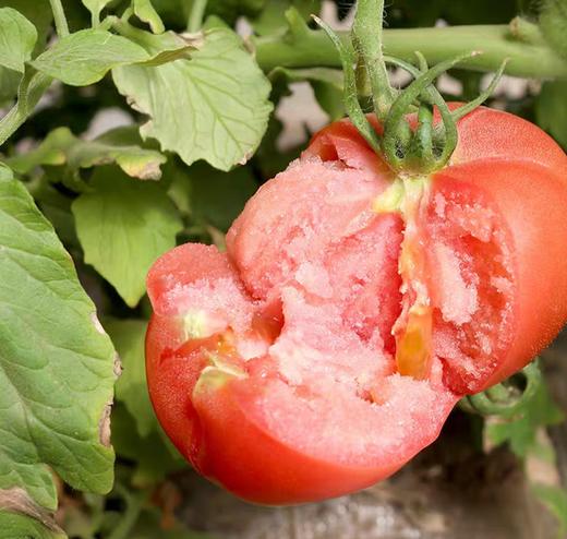 超甜梦幻番茄小柿子 商品图0