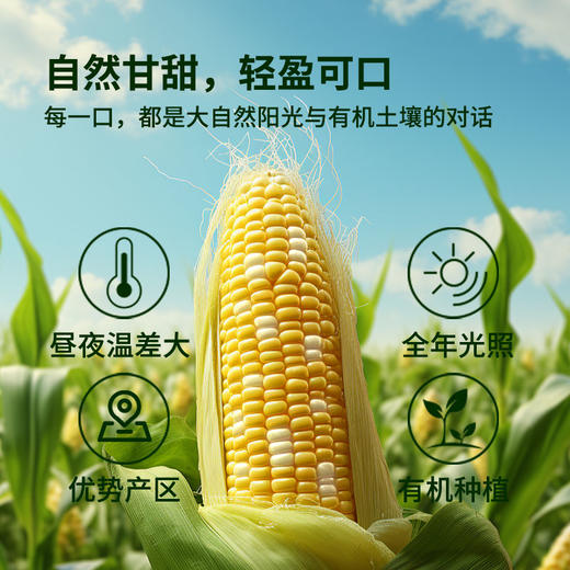 芸岭鲜生有机鲜榨玉米汁（无糖 ）230g*10/箱 （全国配送偏远地区除外） 商品图10