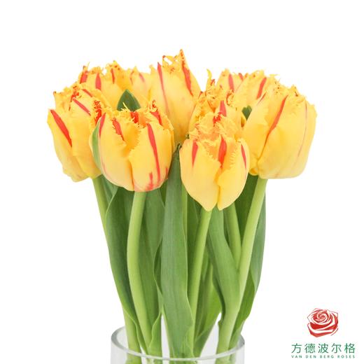 【毛边郁金香】 艾米莉 10枝一扎 商品图1