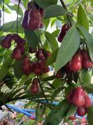 海南水果 海南莲雾黑金刚莲雾4斤中果礼盒装 商品图2