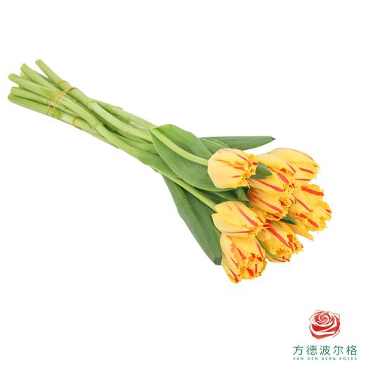 【毛边郁金香】 艾米莉 10枝一扎 商品图3