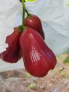 海南水果 海南莲雾黑金刚莲雾4斤中果礼盒装 商品图1