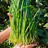 生态韭菜（山东）| 合作生产*​Ecological Chinese chives| Partner Production 商品缩略图1
