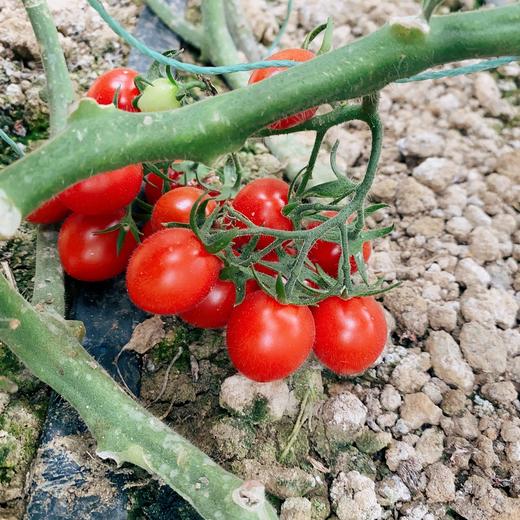 釜山88玲珑小番茄 商品图1