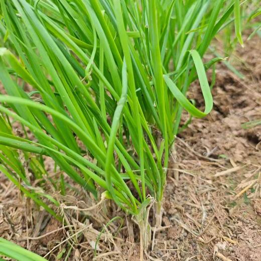 生态韭菜（山东）| 合作生产*​Ecological Chinese chives| Partner Production 商品图2
