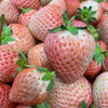 白草莓500g/盒（当天现采，粉糯香甜） 商品缩略图2
