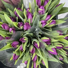 3月5日郁金香-紫37cm 35g Gomera-10支
