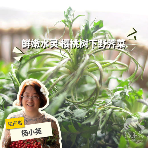 野生白鹿原荠菜 | 合作生产 *  Wild-Shepherd's purse | Coproduction 商品图0