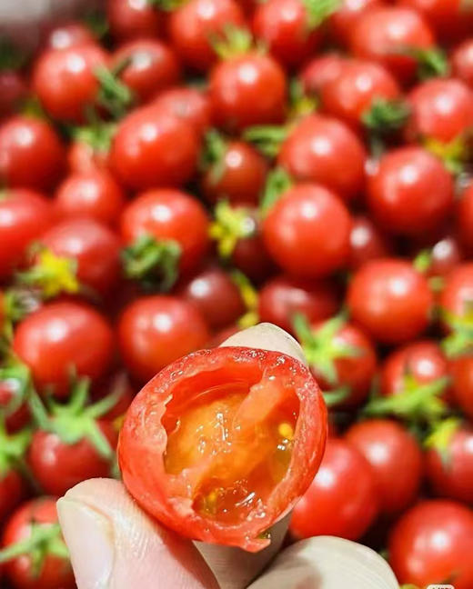 【周四到超好吃】蛙语樱桃小番茄 高糖度，脆甜口，高vc，采用进口品种 匠心种植。纯纯一堆糖豆子，好吃到停不下[色][色] 商品图1