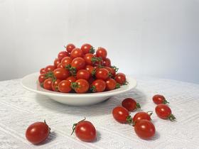 釜山88玲珑小番茄