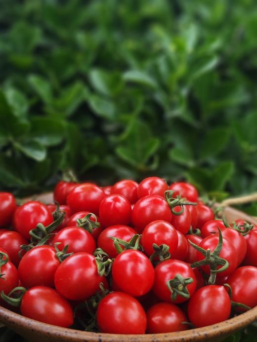 釜山88玲珑小番茄 商品图5