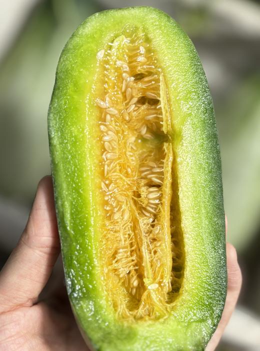  山东脆蜜流金小甜瓜/头茬 商品图2