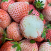 白草莓500g/盒（当天现采，粉糯香甜） 商品缩略图3