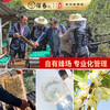 【葆春】油菜花粉150g*1瓶 商品缩略图4