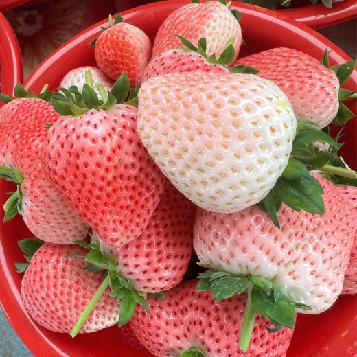 白草莓500g/盒（当天现采，粉糯香甜） 商品图0