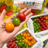 双色千禧番茄 红+黄 两种口味一起拥有 商品缩略图6